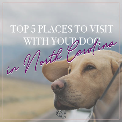 Top 5 Places in North Carolina to Visit with your Dog