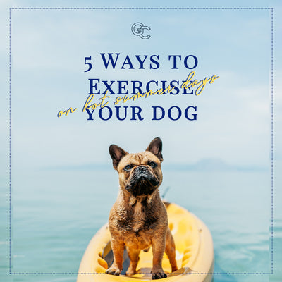 5 Easy Ways to Exercise Your Dog on Hot Summer Days