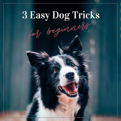 3 Easy Dog Tricks For Beginners