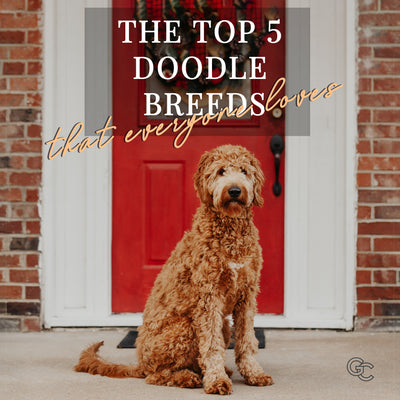 The Top 5 Doodle Breeds Everyone Loves