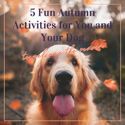 5 Fun Autumn Activities for You and Your Dog to Welcome the Season