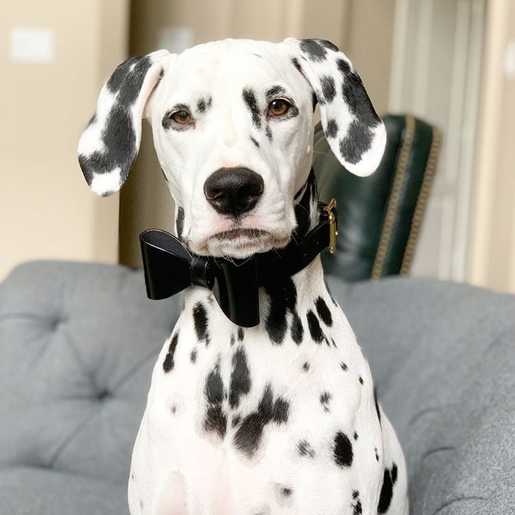 Dog collar and bow tie hotsell