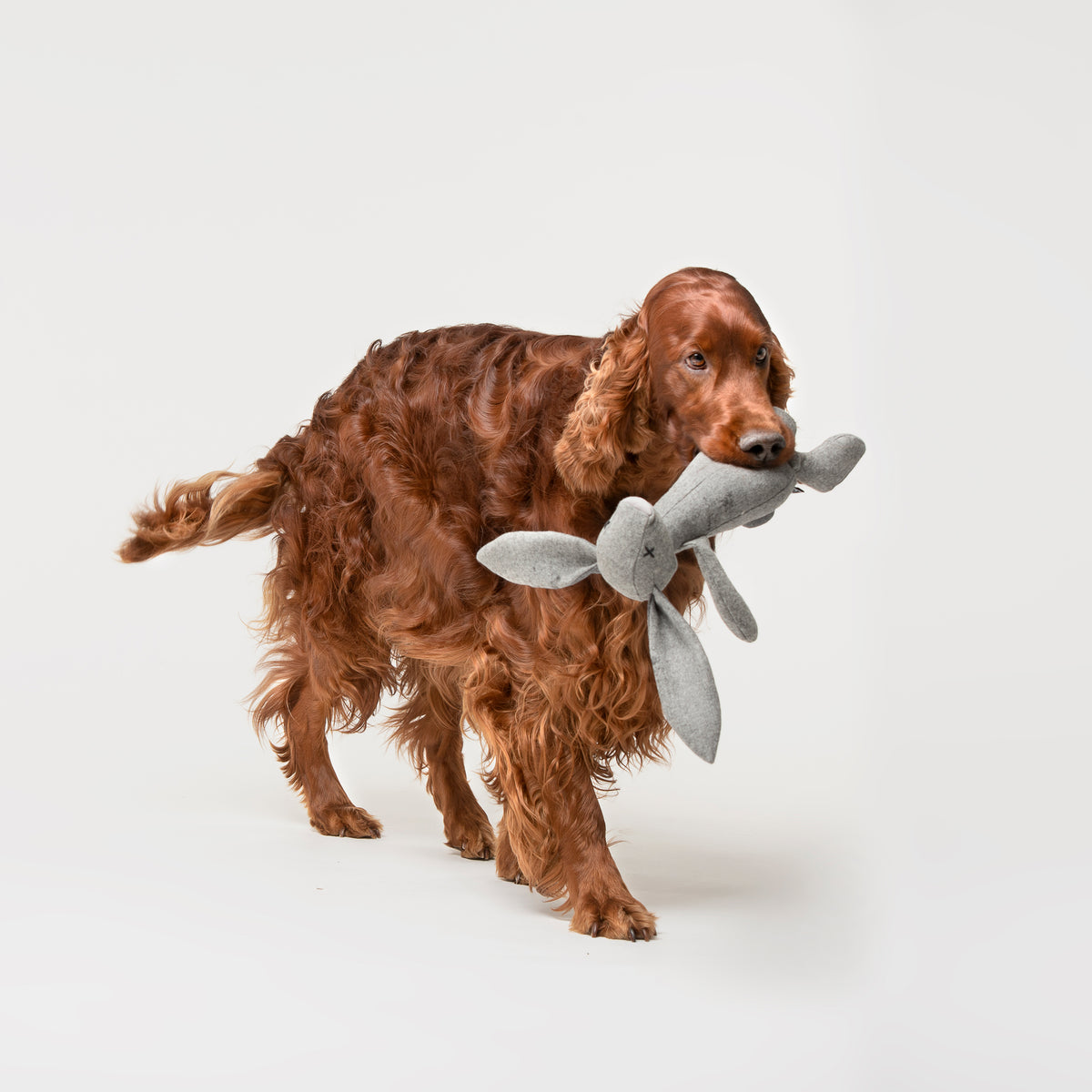 Plush Dog Toy | Rupert the Rabbit – Gianni Cooling